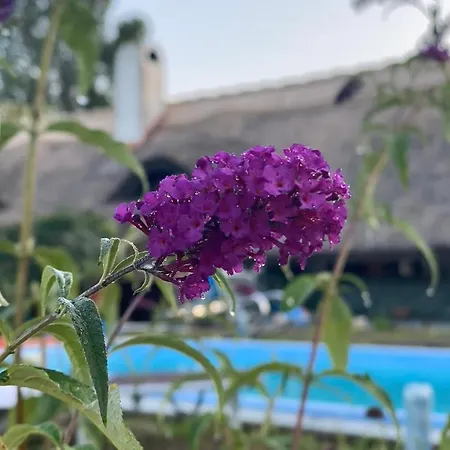 Nyuszifuelhaz Im Weinberg Mit Pool *